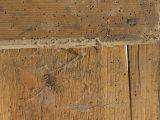 14. Extensive damage caused by furniture beetle, showing frass..JPG